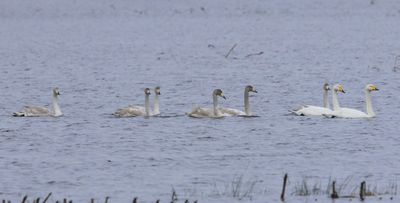 Wilde Zwanen - Whooper Swans