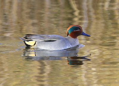 Wintertaling - Common Teal