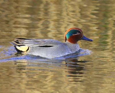 Wintertaling - Common Teal
