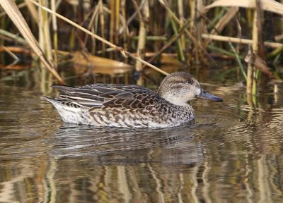 Wintertaling - Common Teal