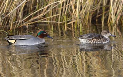 Wintertalingen - Common Teals