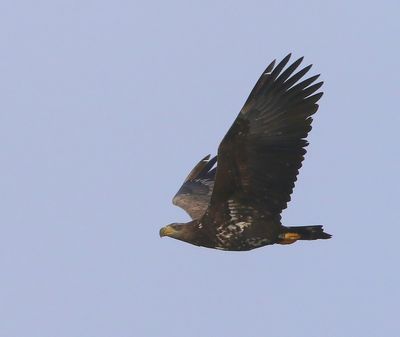 Zeearend - White-tailed Eagle