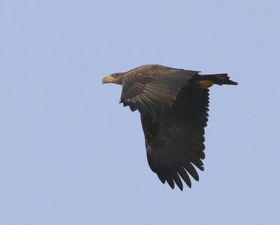 Zeearend - White-tailed Eagle