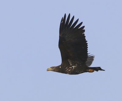 Zeearend - White-tailed Eagle