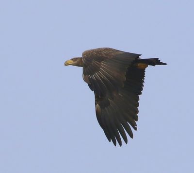 Zeearend - White-tailed Eagle