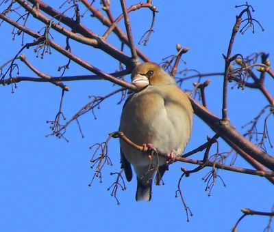 Appelvink - Hawfinch