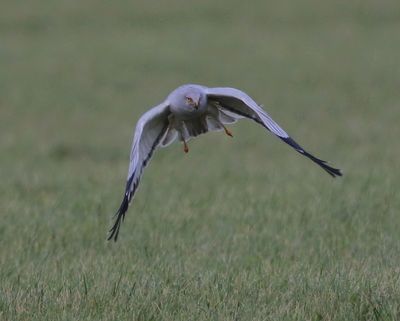 Blauwe Kiekendief - Hen Harrier