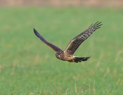 Blauwe Kiekendief - Hen Harrier