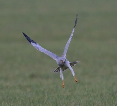 Blauwe Kiekendief - Hen Harrier