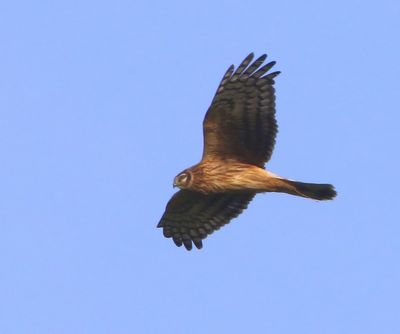Blauwe Kiekendief - Hen Harrier