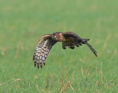 Blauwe Kiekendief - Hen Harrier