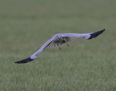 Blauwe Kiekendief - Hen Harrier
