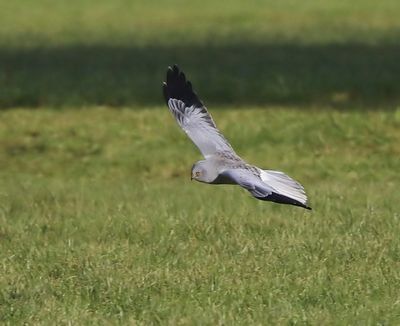Blauwe Kiekendief - Hen Harrier