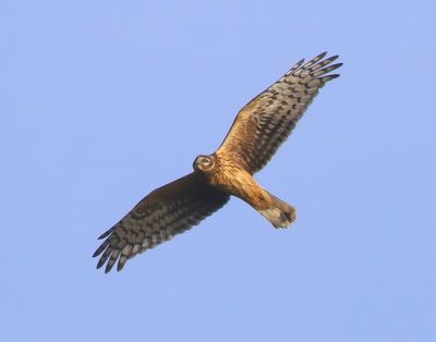 Blauwe Kiekendief - Hen Harrier