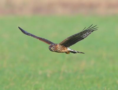 Blauwe Kiekendief - Hen Harrier