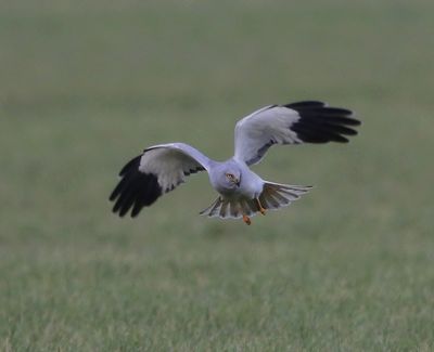 Blauwe Kiekendief - Hen Harrier
