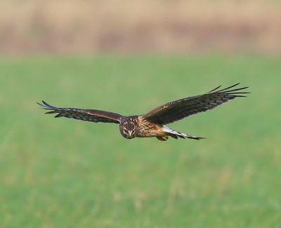 Blauwe Kiekendief - Hen Harrier