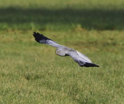 Blauwe Kiekendief - Hen Harrier