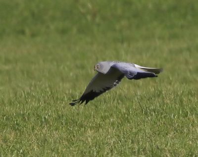 Blauwe Kiekendief - Hen Harrier