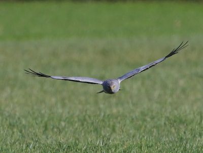 Blauwe Kiekendief - Hen Harrier