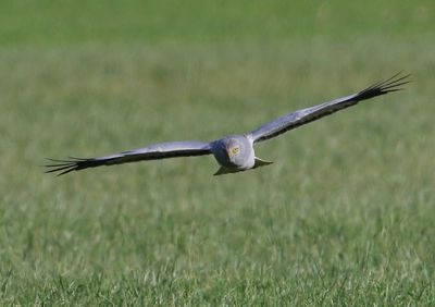 Blauwe Kiekendief - Hen Harrier