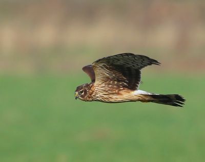 Blauwe Kiekendief - Hen Harrier