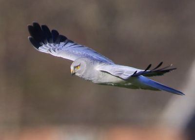 Blauwe Kiekendief - Hen Harrier