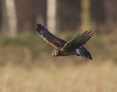 Blauwe Kiekendief - Hen Harrier