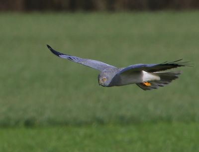 Blauwe Kiekendief - Hen Harrier