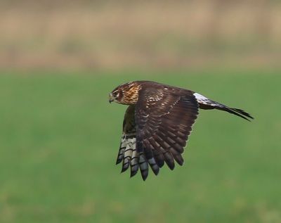 Blauwe Kiekendief - Hen Harrier