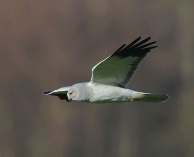 Blauwe Kiekendief - Hen Harrier