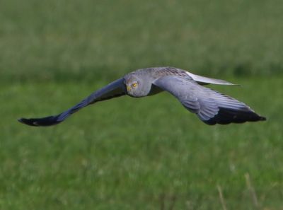 Blauwe Kiekendief - Hen Harrier