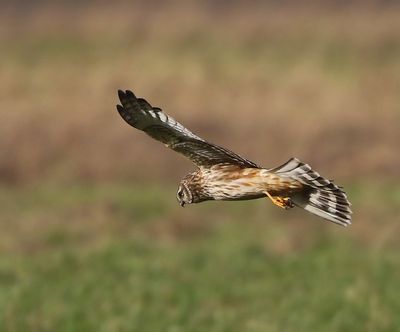 Blauwe Kiekendief - Hen Harrier