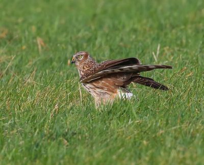 Blauwe Kiekendief - Hen Harrier