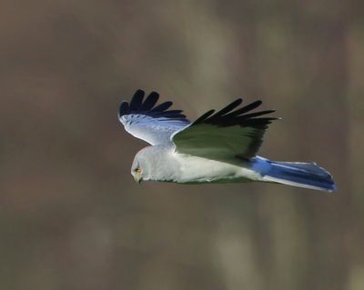 Blauwe Kiekendief - Hen Harrier