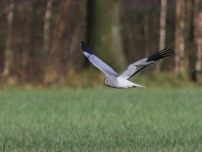 Blauwe Kiekendief - Hen Harrier