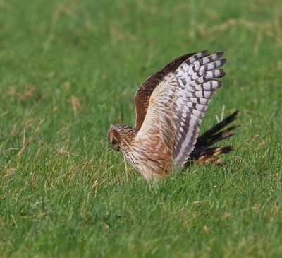 Blauwe Kiekendief - Hen Harrier