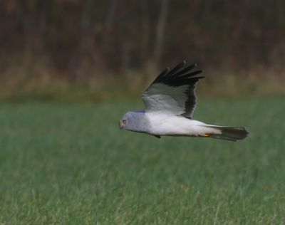 Blauwe Kiekendief - Hen Harrier