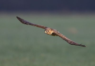 Blauwe Kiekendief - Hen Harrier