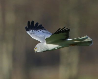 Blauwe Kiekendief - Hen Harrier
