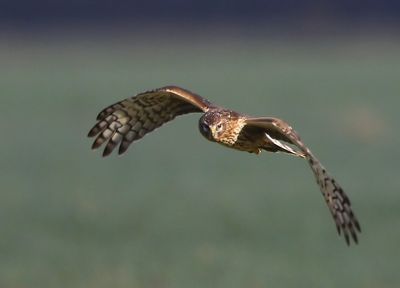 Blauwe Kiekendief - Hen Harrier