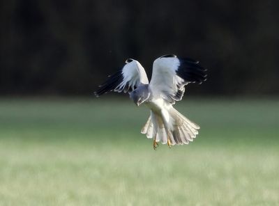 Blauwe Kiekendief - Hen Harrier