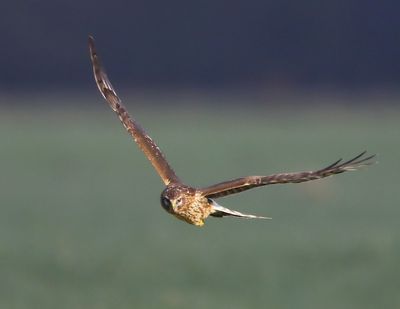 Blauwe Kiekendief - Hen Harrier
