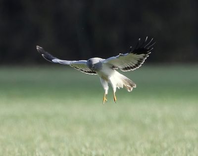 Blauwe Kiekendief - Hen Harrier
