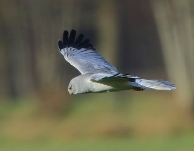 Blauwe Kiekendief - Hen Harrier