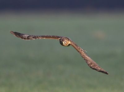Blauwe Kiekendief - Hen Harrier