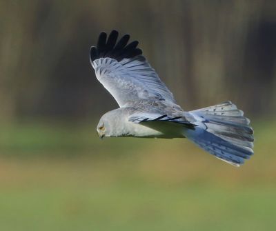 Blauwe Kiekendief - Hen Harrier