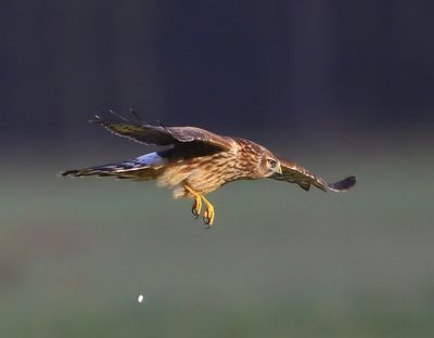Blauwe Kiekendief - Hen Harrier