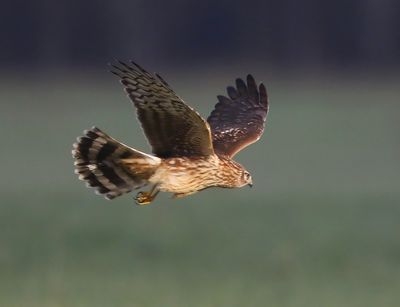 Blauwe Kiekendief - Hen Harrier