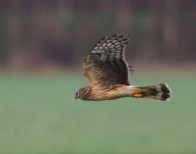 Blauwe Kiekendief - Hen Harrier